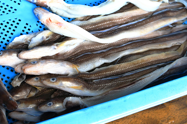 泉南で愛され続けてきた地魚 アナゴの復活をめざして